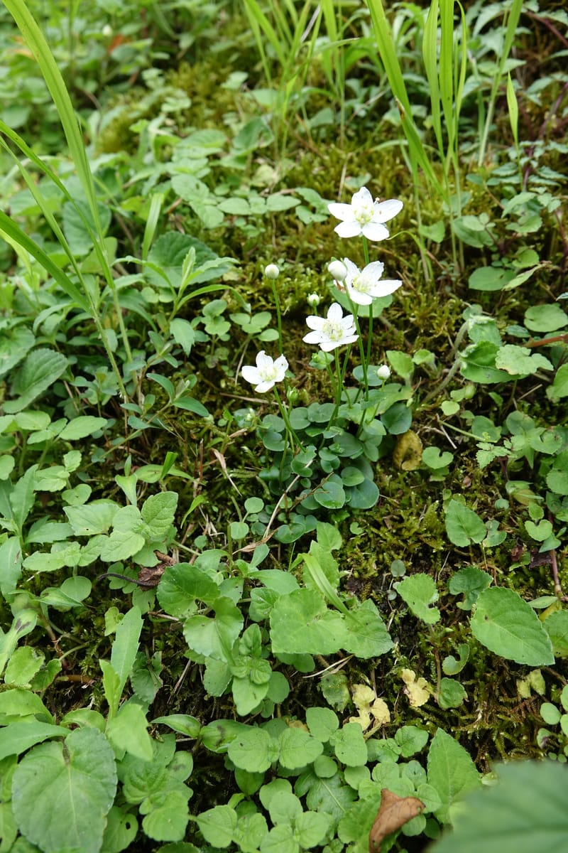 Parnassia palustris, Tseng Yu-Hsin 1316--Taiwan. SW of Nanshan on highway 7. 20 May 2016. DSC03339 (18).JPG