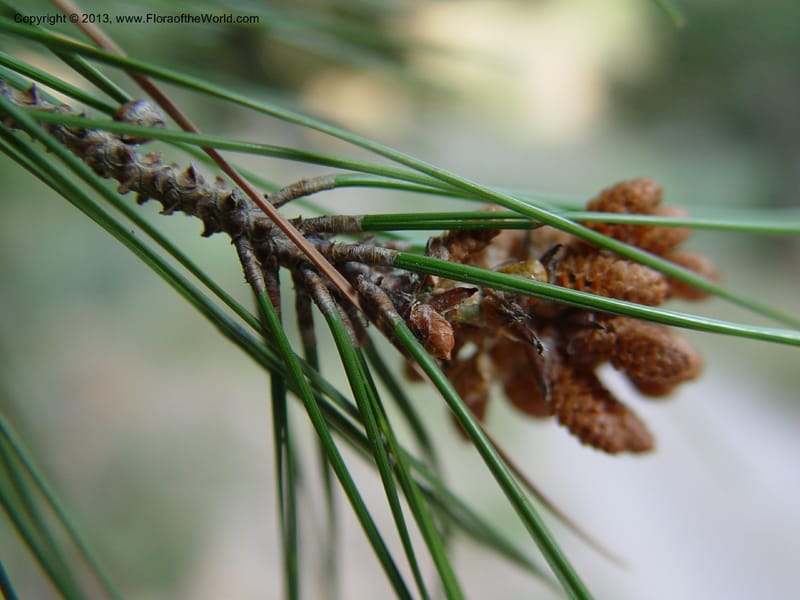 Pollen cones and needles on a twig tip
