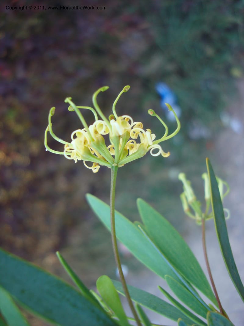 Stenocarpus, Munzinger, J 4738--New Caledonia,  Prov du Nord, Mine de Poum, 12 Nov 2007,  (14).jpg