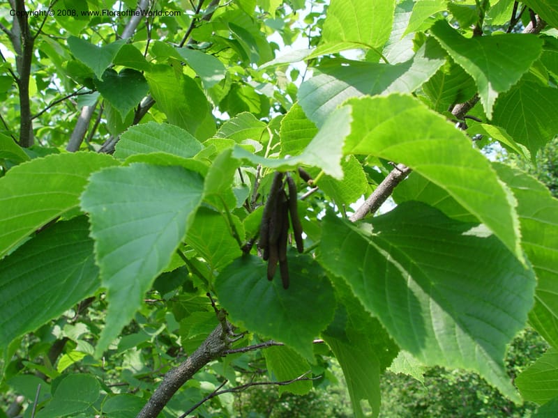 Corylus heterophylla v. sutchuenensis, 1094-89-A--MA. Arnold Arbor. 30 Jun 03. 003.jpg