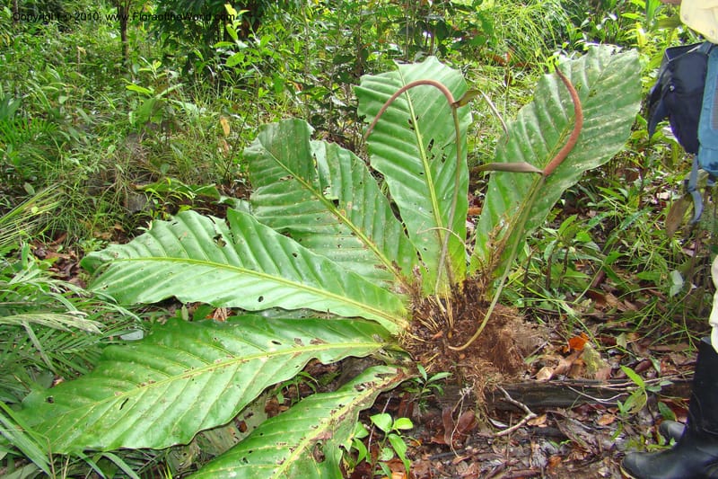 Anthurium, Vasquez 34815--Peru. Loreto. Dist. Nauta. Miraflores, Rio Tigre. 10 Nov 08. 031.jpg
