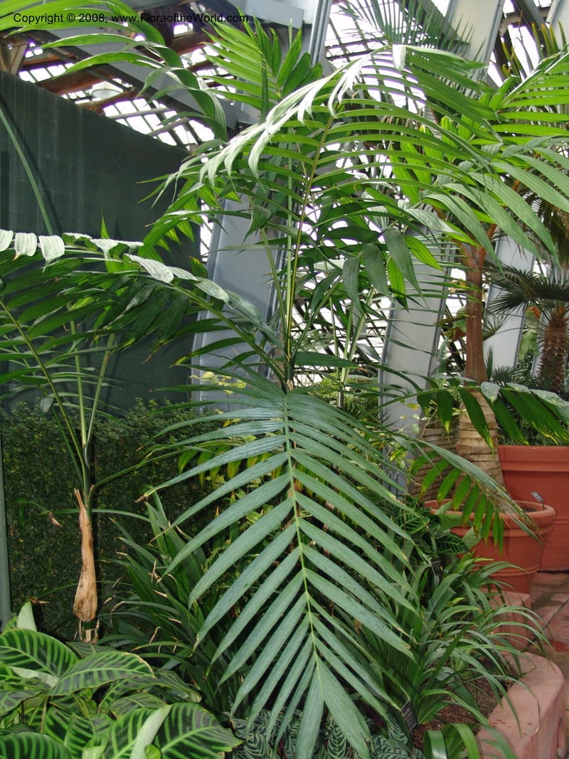 Chamaedorea tepejilote--IL. Chicago. Garfield Park Conservatory. 30 Jun 05. 061.jpg