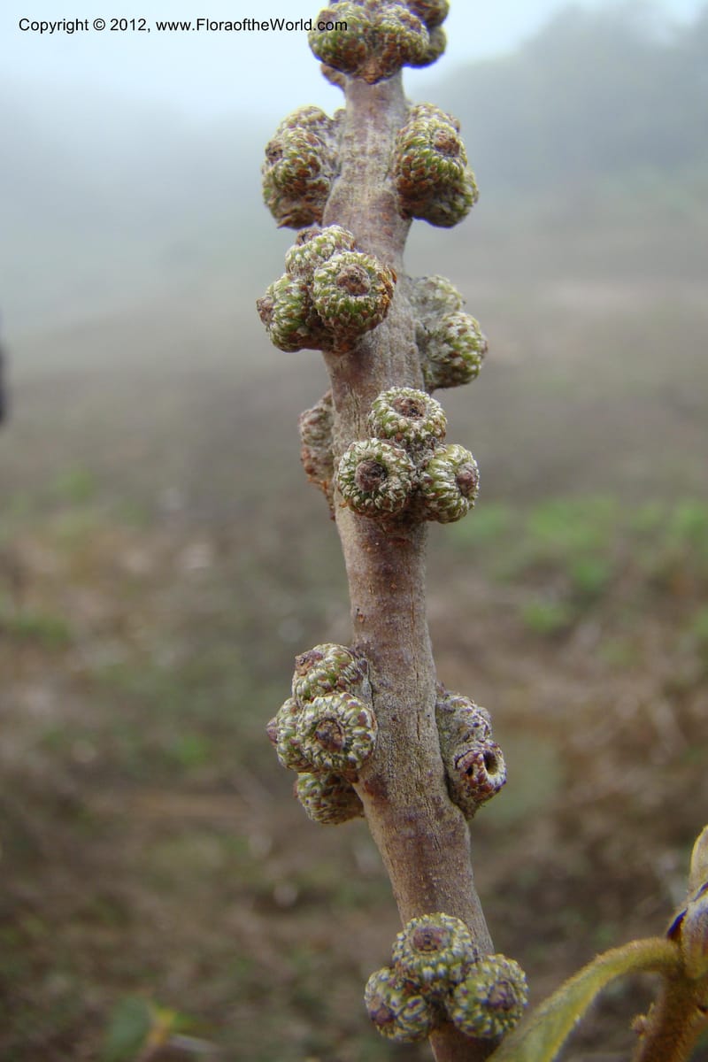 Lithocarpus, Regalado 1648--Viet Nam. Lao Cai Prov. Sa Pa Distr. Hoang Lien Son. 6 Apr 09. 298 (6).jpg