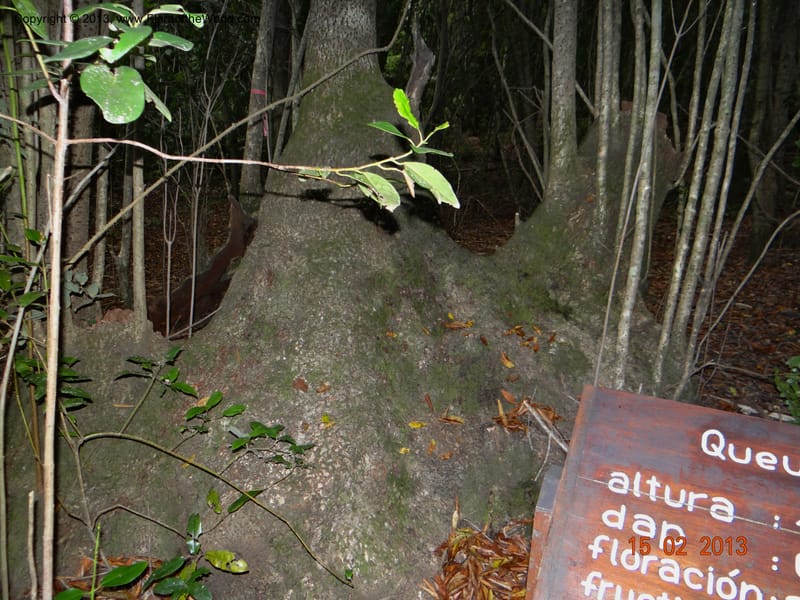 Gomortega keule, W. D. Stevens 34081--Chile, R N  Los Queules, 15 Feb 2013  8107 (16).JPG