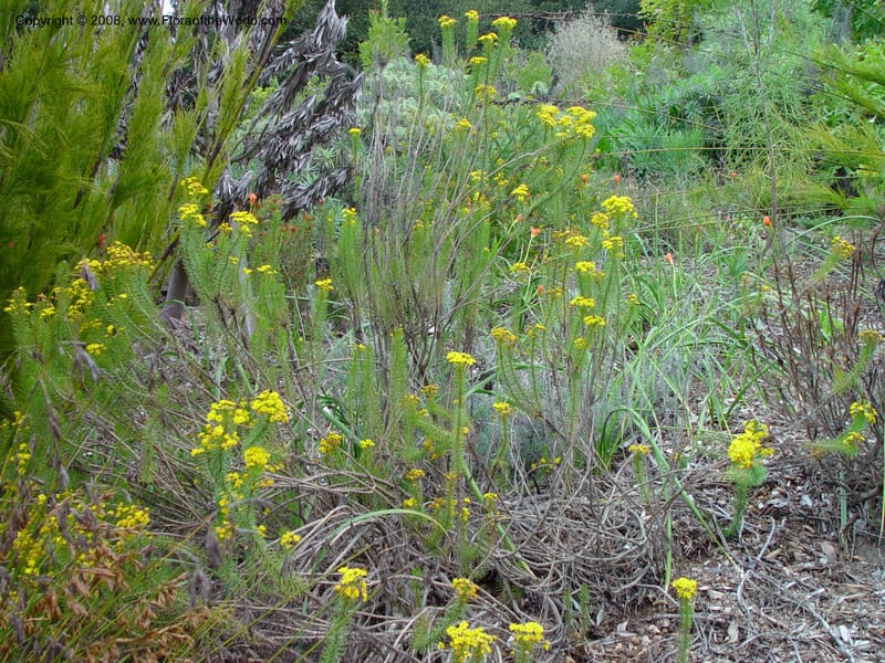 Euryops erectus. 6.0046--CA. UC Berkeley Bot. Gard. 11 Feb 03. 053.jpg