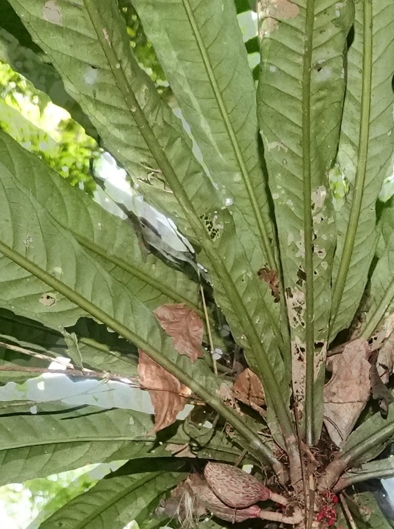 Allexis cauliflora, C. Davidson 13958--Gabon. Arb. Sibang. 5 Nov. 2018. DSC02235 (118).JPG