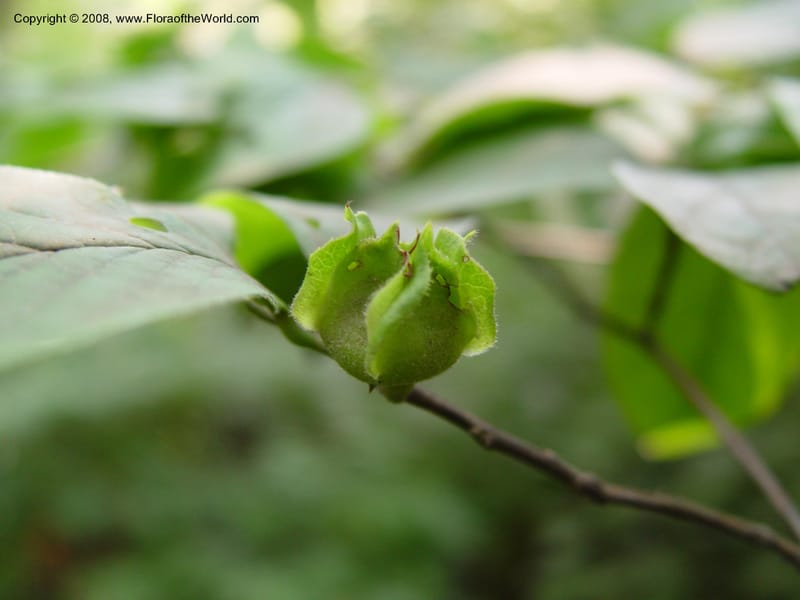 Stewartia malacodendron--DE. Mt. Cuba Center. 24 Jun 03. 061.jpg