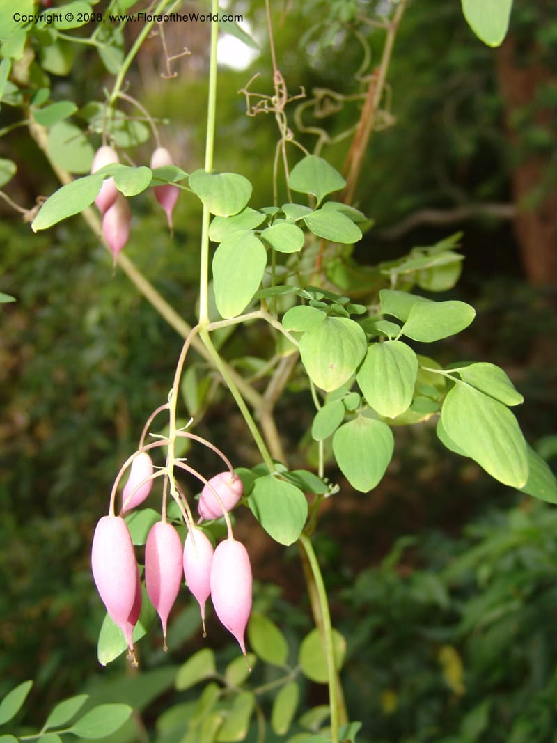 Dicentra scandens, 99.0055--CA. UC Berkeley Bot. Garden. 8 Dec 06. 270.jpg