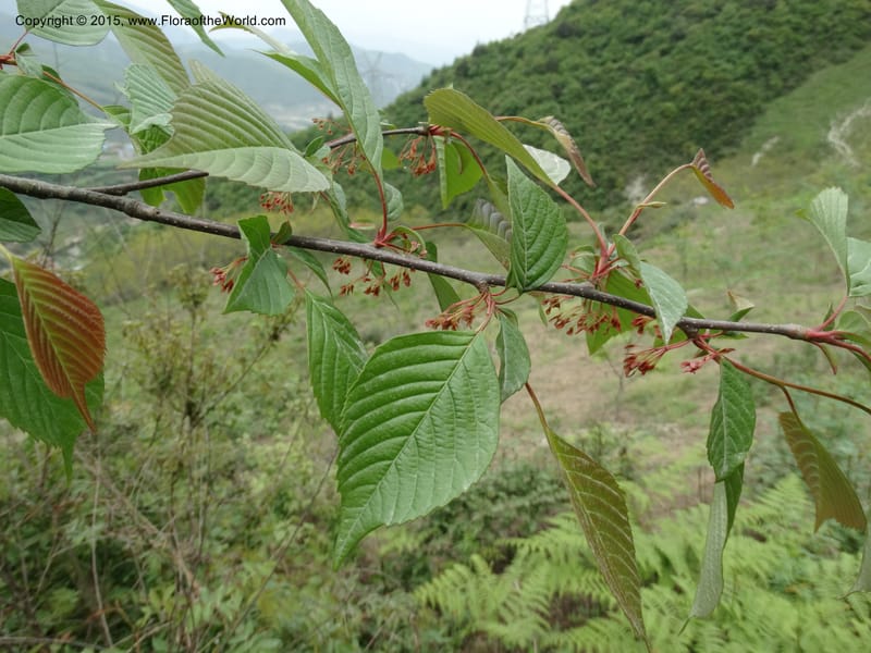 Euptelea pleiosperma, Boufford, D 43587--China. Sichuan. Tudiling Tunnel. 6 May 2014. DSC03860 (144).JPG
