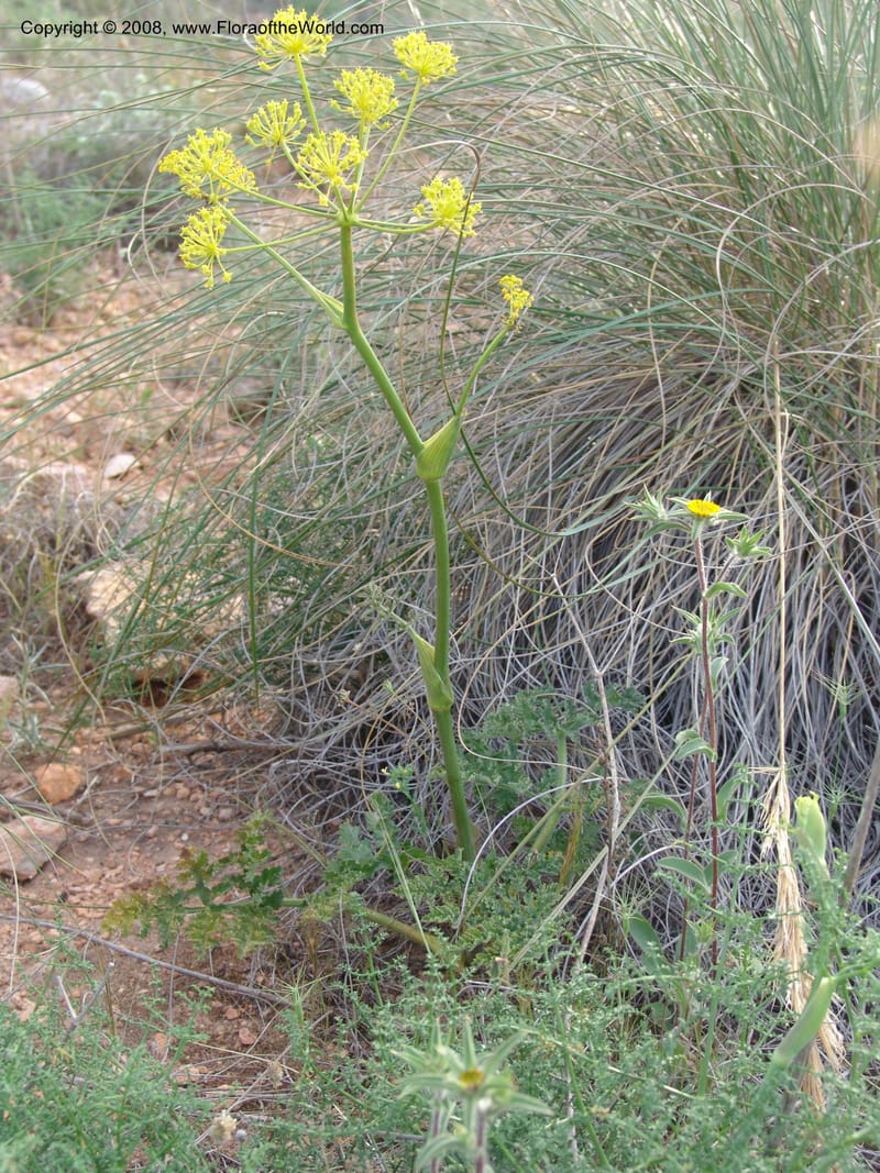 Thapsia villosa--Spain. Prov. Almeria. Cabo de Gata. Jard.Bot.El Abardinal. 23 Apr 05. 160.jpg