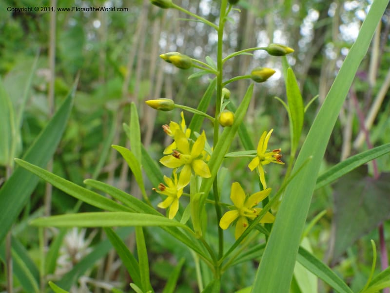 Lysimachia loomisii, Mori, S 27420, USA, No.Carolina, Jones County, 10.5 miles from junction with Hwy 58, E of Maysville, 23 May 2010 (5).JPG