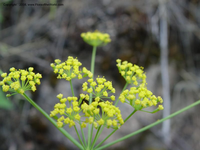 Lomatium triternatum--ID. Idaho Co. Salmon R. Polly Bemis Ranch. 7 May 04. 067.jpg