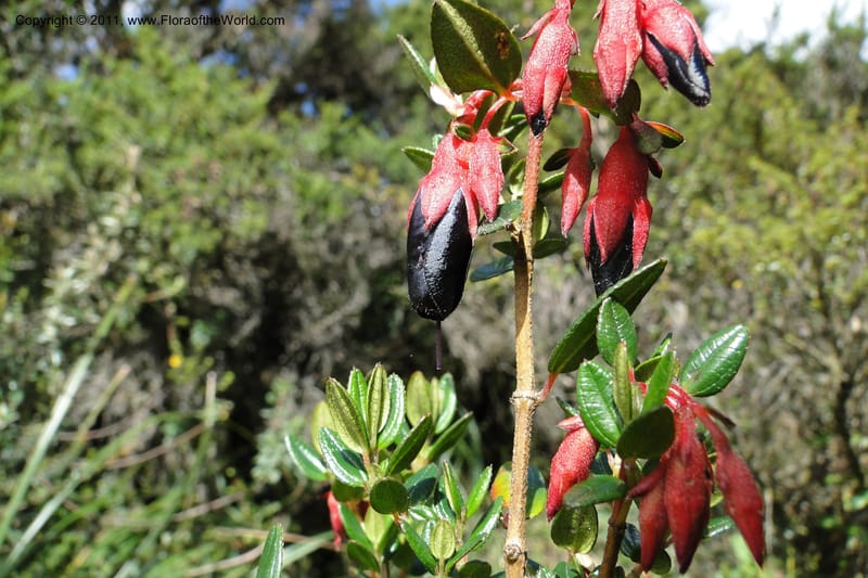 Brachyotum alpinum, Ulloa 2084--Ecuador. P. N. Sangay. 6 June 2011. 309 (31).jpg