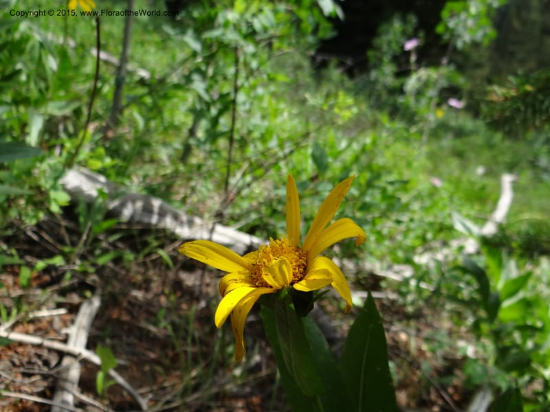 Wyethia, Mansfield, D 12-602--ID. Bear Lake Co. Mt. Sherman. 13 Jul 2012. DSC03473 (125).JPG