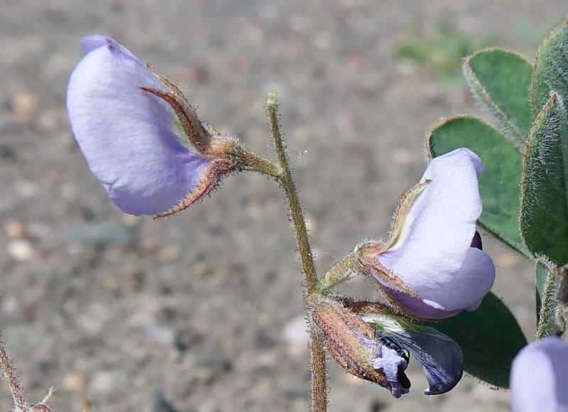 Poissonia heterantha, Fortunato 13088--Argentina. Hwy 150 W of Jachal. 5 Feb 2018. DSC08346 (32).JPG