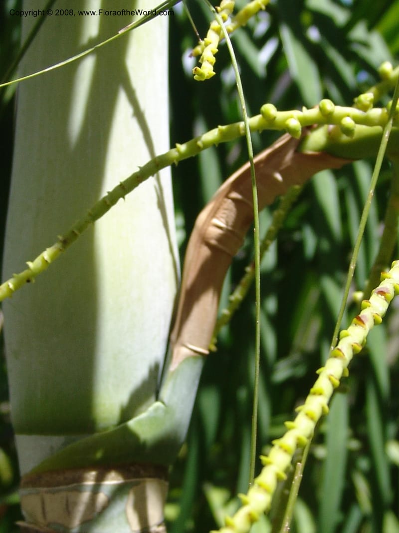 Dypsis, not coll.--Madag. Prov. Fianar. Parc Nat. Isalo. 12 Jan 06. 263.jpg