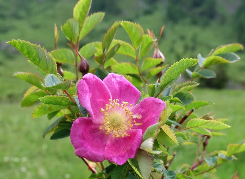 Rosa pendulina, Davidson, C 13265--Switzerland. Oberwald. Chapel St. Nikolas. 2 Jul 2016. DSC07728 (753).JPG