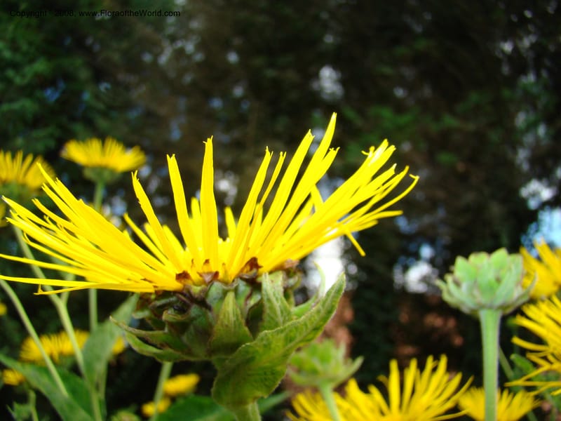 Inula magnifica--Slovenia. Ljubljana. University Botanical Garden. 7 Jul 08. 109.jpg