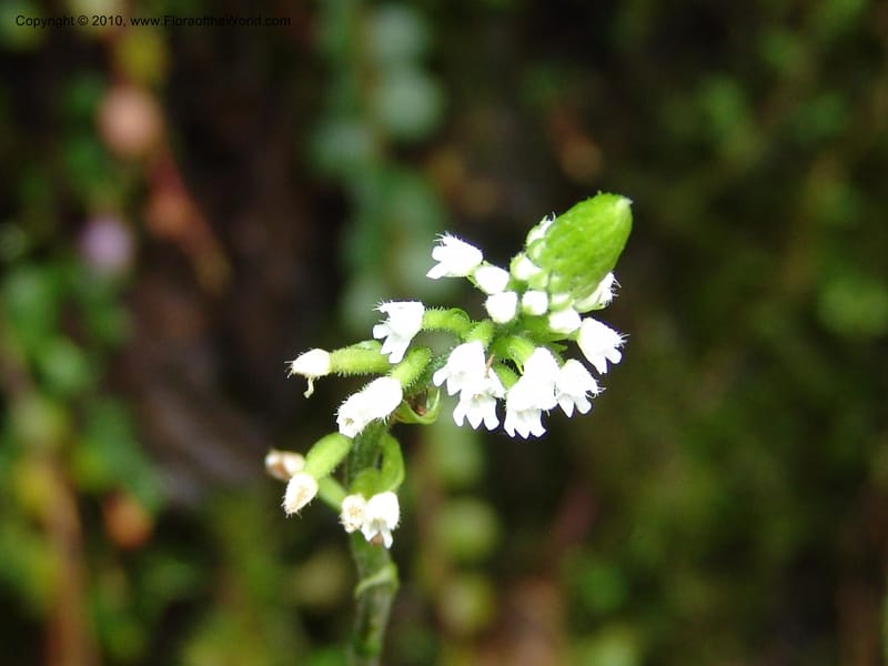 Habenaria, Croat 95988--Ecuador. Edo. Pichincha. Ca 11 km, La Union-Chiriboga. 17 Mar 06. 003 (5).jpg