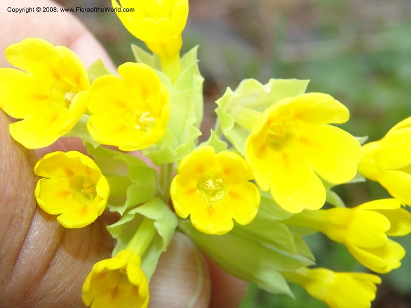 Primula macrocalyx--Georgia. Kazbegi region. Kora Gorge. 3 Jun 05. 182.jpg