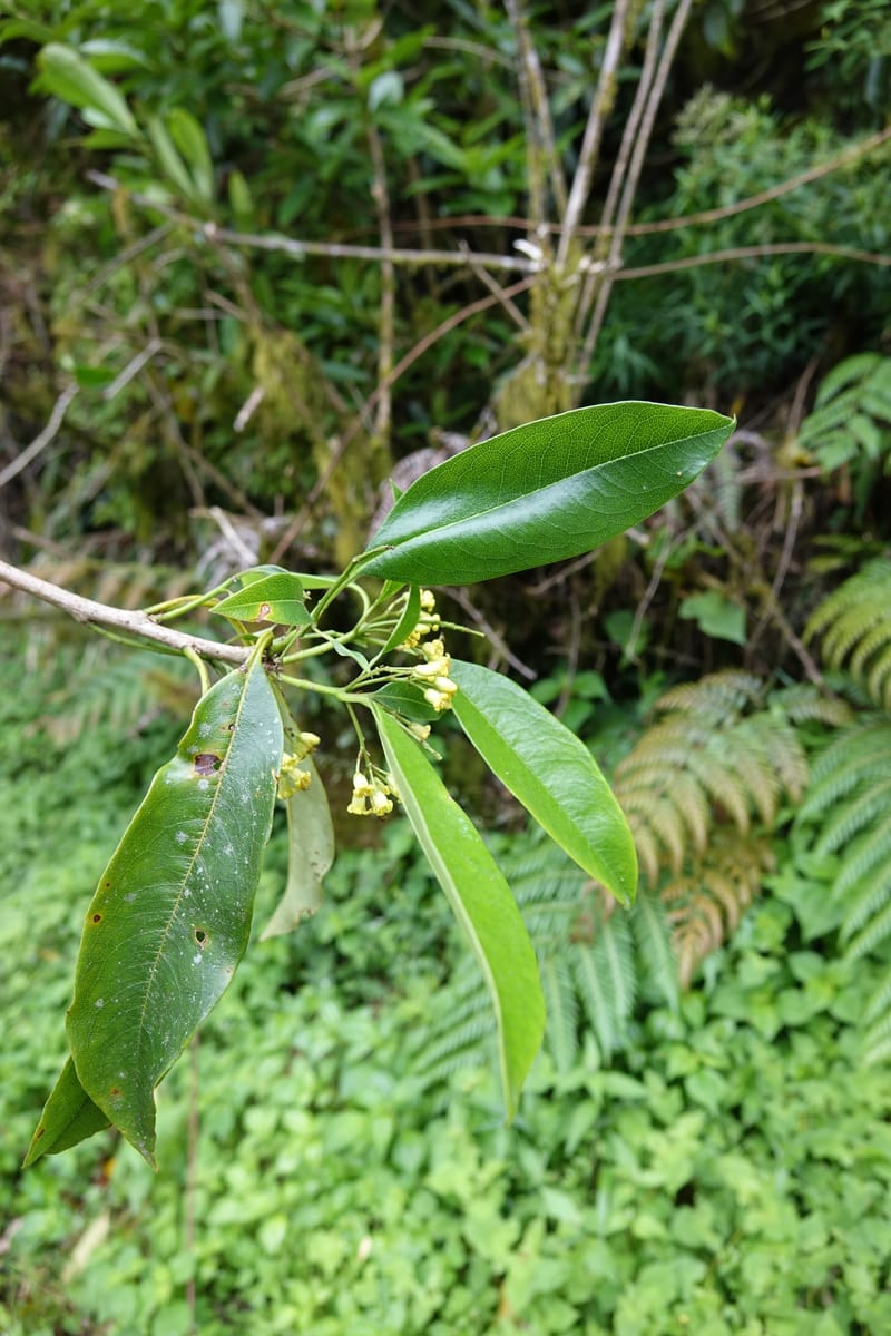 Pittosporum daphniphylloides, Tseng Yu-Hsin 1318--Taiwan. SW of Nanshan on highway 7. 20 May 2016. DSC03339 (96).JPG