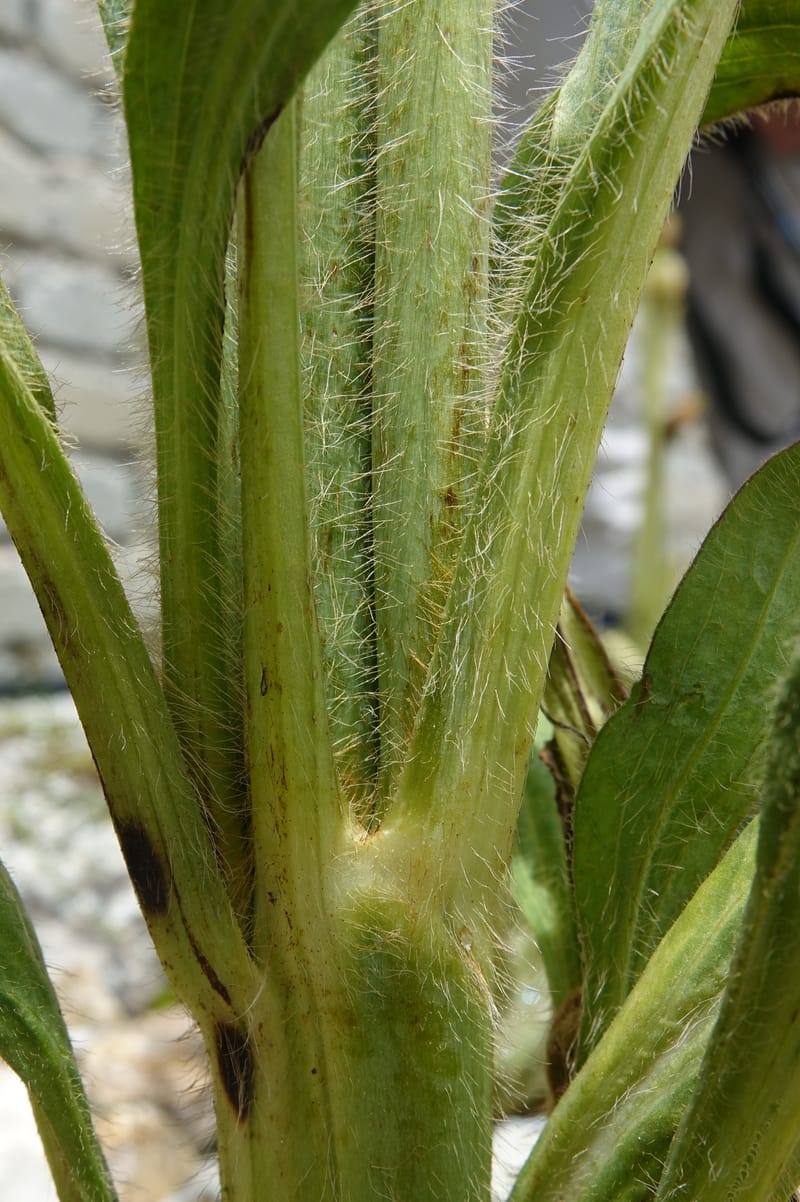 Meconopsis integrifolia subsp. integrifolia, D. Boufford 44063--China. Sichuan. Zhe Duo Shan. 17 Aug 2017. DSC06717 (415).JPG