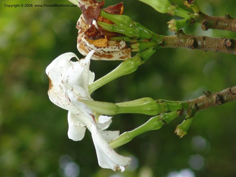 Pachypodium lamerei--So.Africa. Lowveld Nat. Bot. Gard. 14 Mch 05. 261.jpg