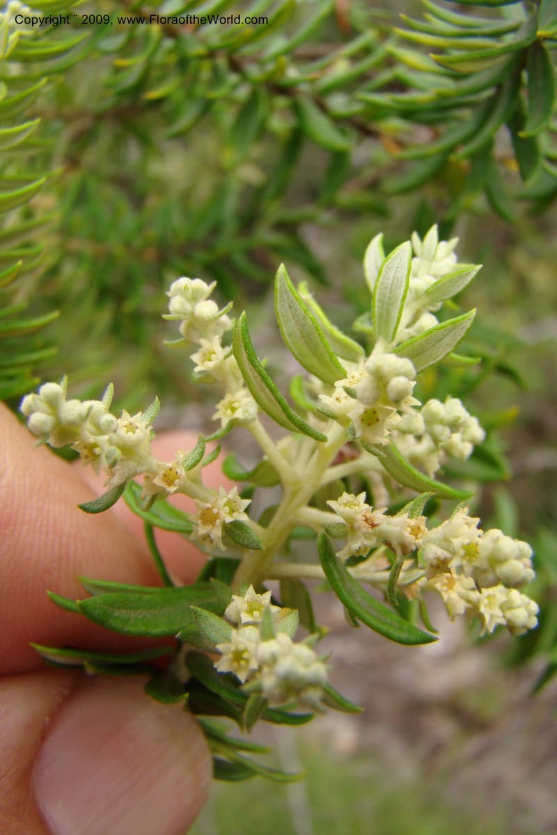 Phylica paniculata, Z. Rogers 1336--South Africa. Umtamvuna N. R. 26 Jan 09. 118.jpg