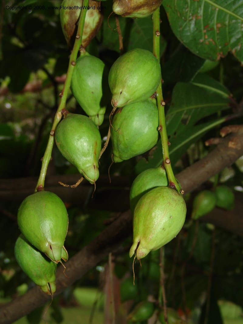 Barringtonia racemosa--So.Africa. Durban Bot. Garden. 14 Mch 05. 068.jpg