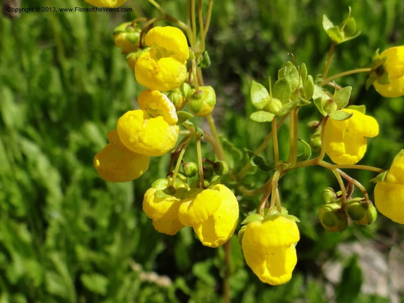 Calceolaria biflora, WDS 34183--Chile. Cta. 115. La Laguna. 22 Feb 2013. DSC02595 (118).JPG