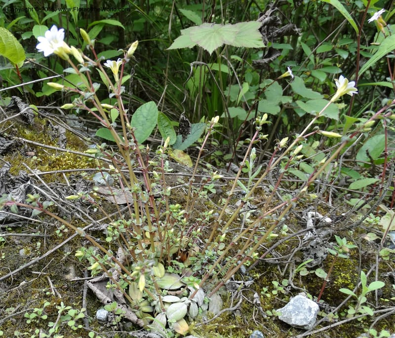 Gentiana, Boufford, D 43705--China. Sichuan. LongDongZhen on Rd. to LeiYuan Shan. 13 May 2014. DSC05860 (79).JPG