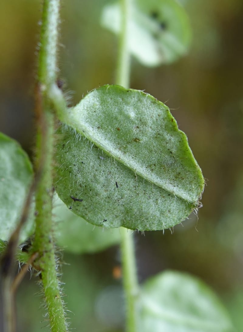 Trigonotis formosana, Tseng Yu-Hsin 1317--Taiwan. SW of Nanshan on highway 7. 20 May 2016. DSC03339 (68).JPG