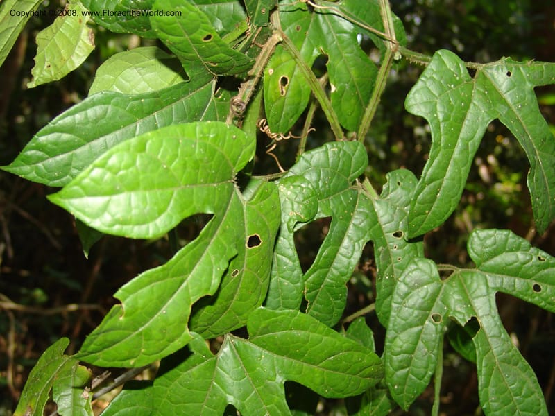 Gurania acuminata, AAraujoM3132--Bolivia. Pq. Nal. Madidi. Chalalan, Send. Jaguar. 25 Sep 06. 494.jpg