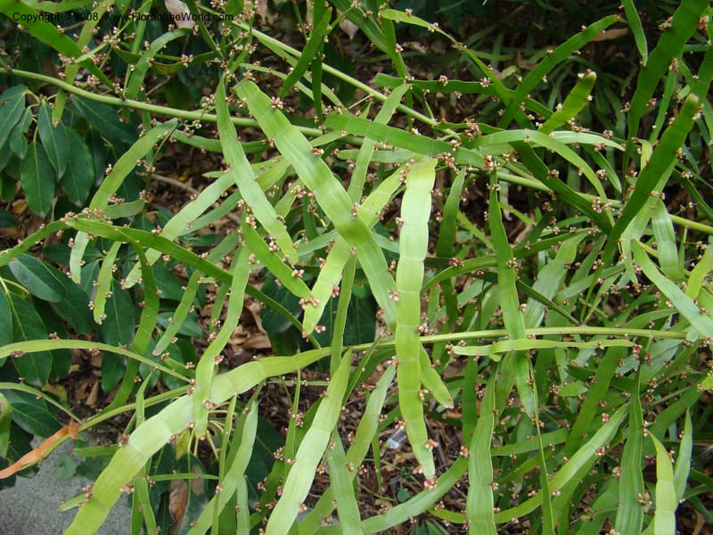 Homalocladium platycladium--Australia. Royal Botanic Garden, Melbourne. 19-20 Mch 08. 308.jpg