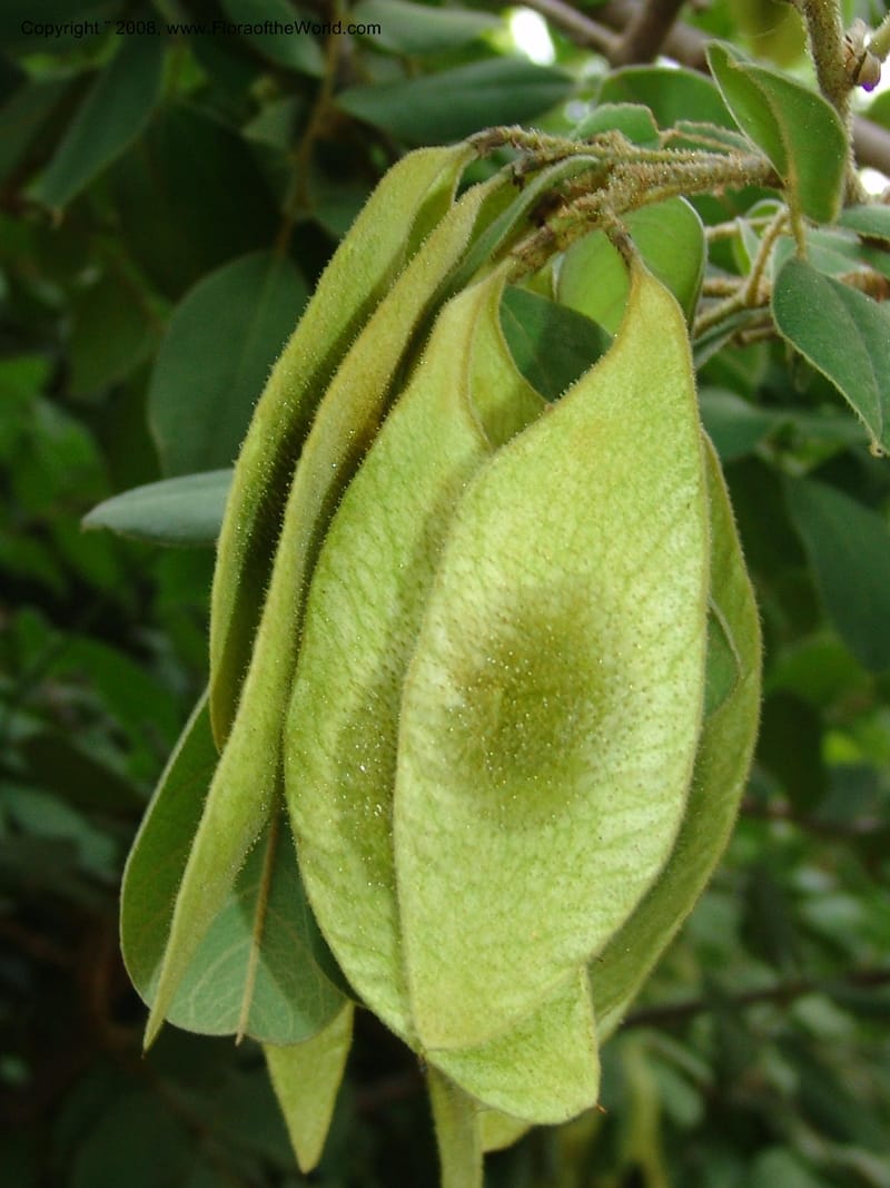 Dalbergia martinii--So. Africa. Lowveld Nat. Bot. Garden. 14 Mch 05. 222.jpg