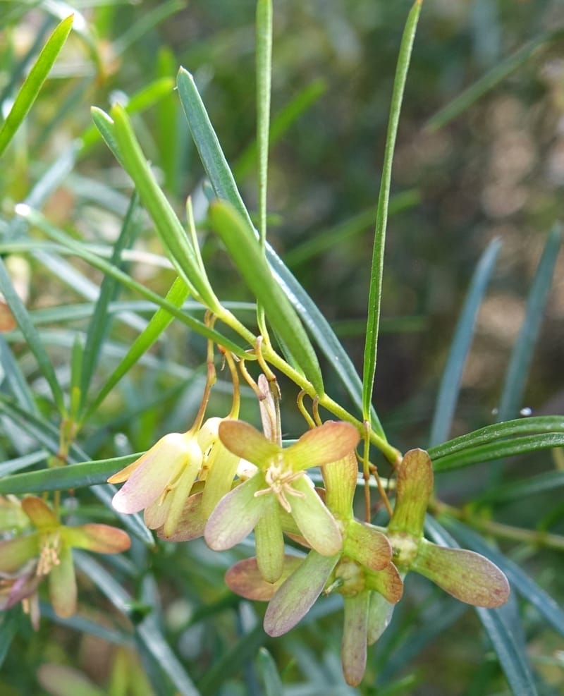 Aphanopetalum clematideum, Davidson, C 13444--Australia. W.A. Geraldton. Chapman River. 25 Oct 2016.  (85).JPG