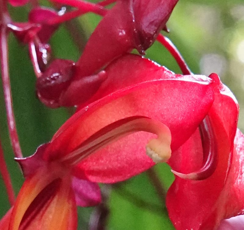 Impatiens, C. Davidson 13908--Gabon. M de C. Sent. Andok. 28 Oct 2018. DSC09339 (330).JPG