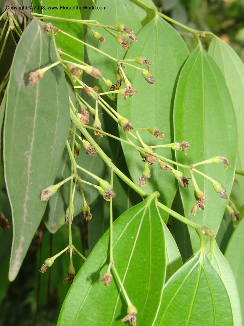 Cinnamomum jensenianum, 040920901--China. Hubei. Wuhan Botanical Garden. 24 Apr 07. 216.jpg