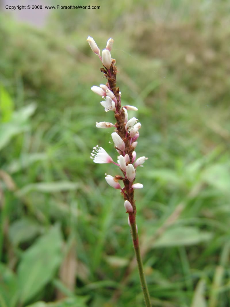 Polygonum--Tanzania. Hwy B1. Kifaru. 28 Jun 04. 133.jpg