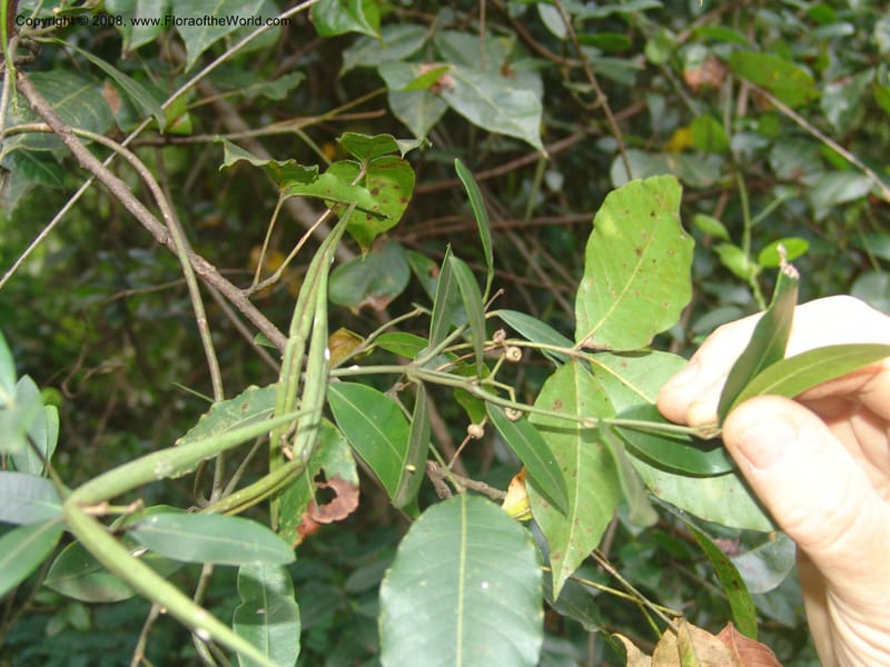 Secamone alpinii--So.Africa. Mpumal. Buffelskloof Private Nat. Res. 17 Mch 05. 143.jpg