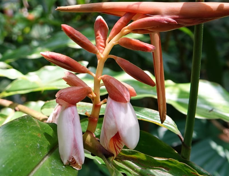 Alpinia blepharocalyx, D. Boufford 44112--China. Yunnan. Lao jun Shan. 30 Apr 2018. DSC00424 (205).JPG