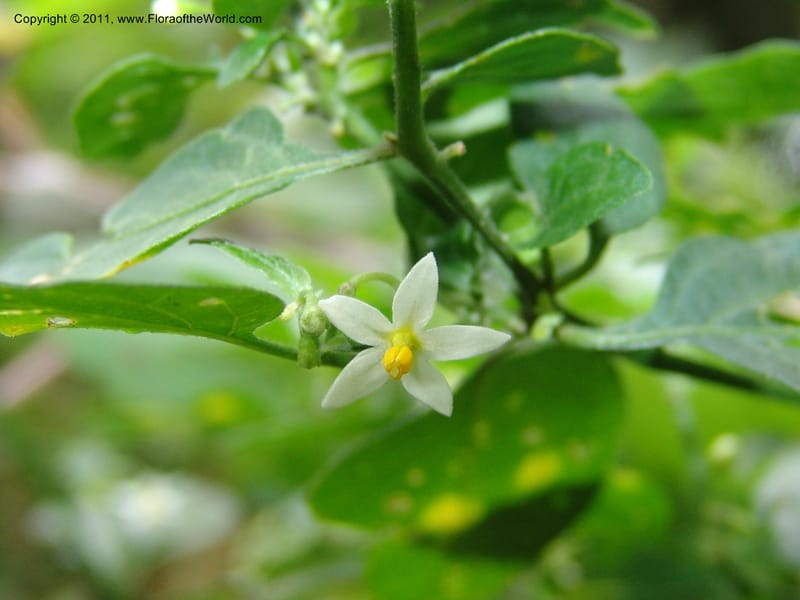Solanum americanum, AAraujoM3107--Bolivia. Pq. Nal. Madidi. Rio Yariapo, 4 km E of Chalalan. 25 Sep 06. 153 (4).jpg