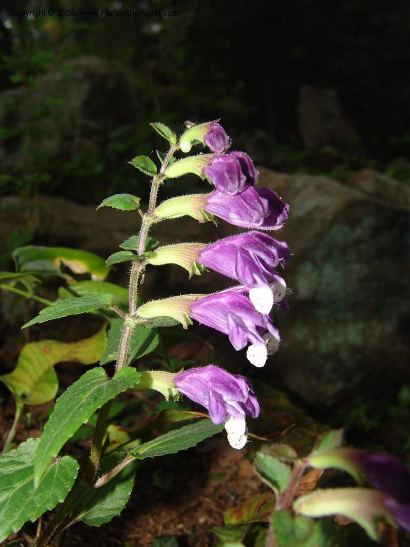 Scutellaria cochinchinensis--China. Jiang Xi. Lushan Botanical Garden. 21 Apr 07. 149.jpg