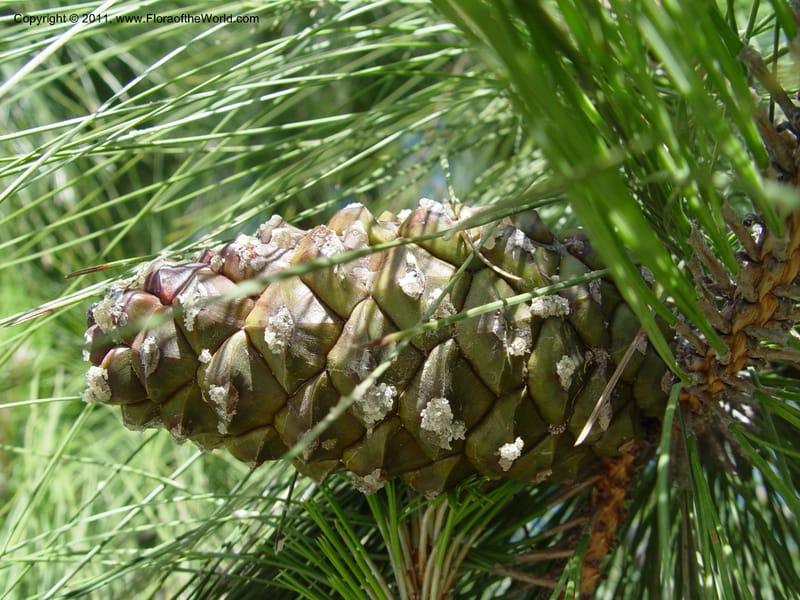 Pinus canariensis, 1999.00090--Spain. Barcelona Botanic Garden. CD21 Apr 04. 1. 139.jpg