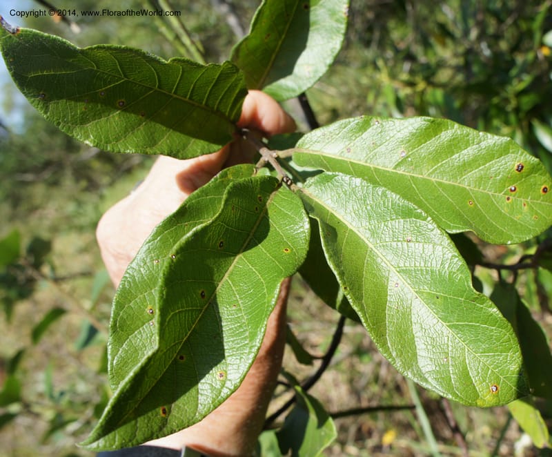 Forsteronia pubescens, Stevens,  W. D 31127, Cerro Cora, 16 Mar 2011 4174 (13).JPG