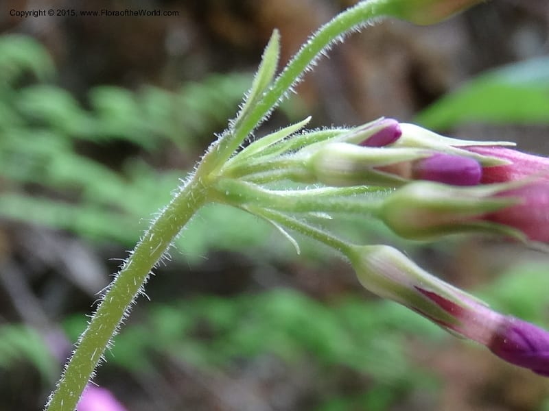 Primula polyneura, Boufford, D 43609--China. Sichuan. ShaShiDuo. 8 May 2014. DSC04232 (84).JPG