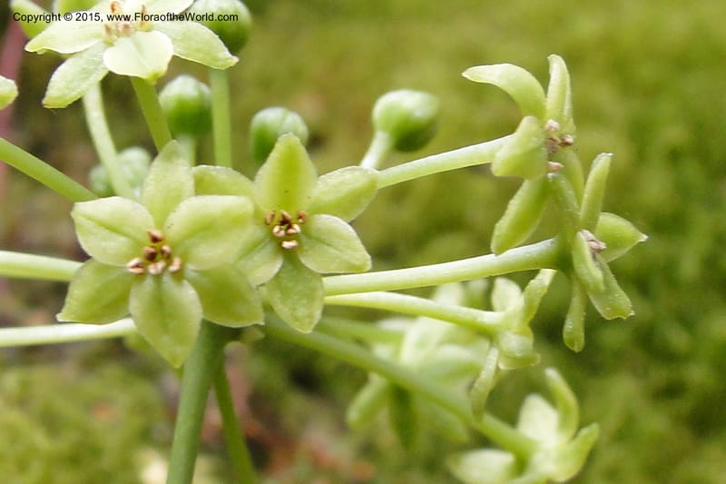 Smilax, Regalado 1897--Viet Nam. Hon Ba Nature Res. 12 May 2011. 223 (5).jpg