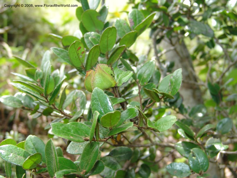 Diospyros scabrida--So.Africa. E. Cape. Umtamvuna Nat. Res. 11 Mch 05. 491.jpg