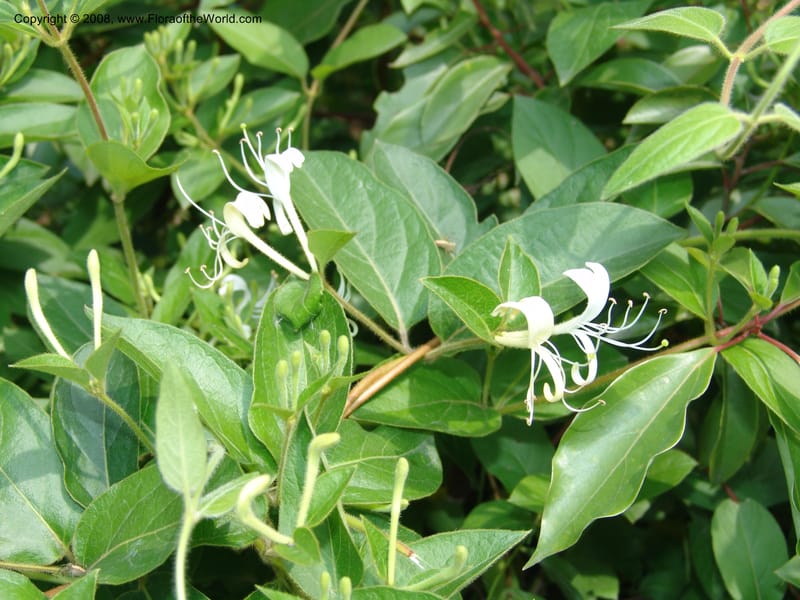 Lonicera japonica, 042240901--China. Hubei. Wuhan Botanical Garden. 24 Apr 07. 317.jpg