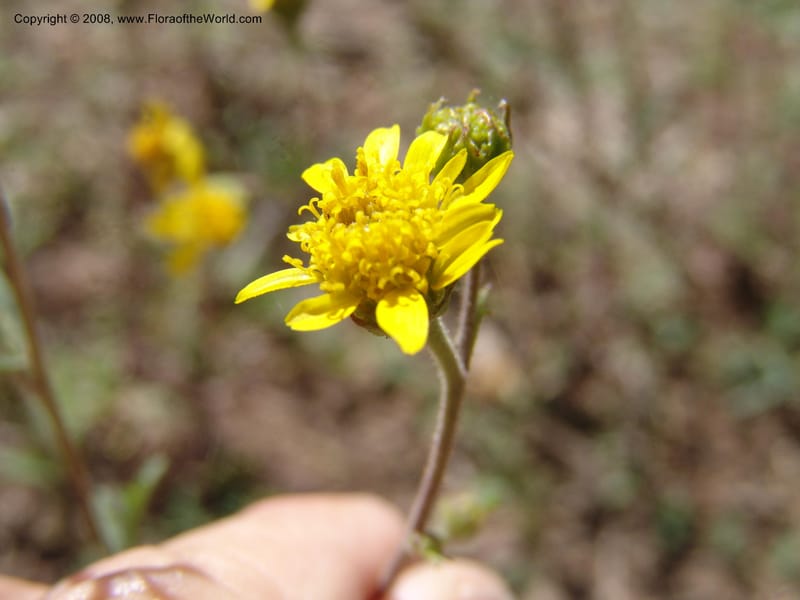 Bahia dissecta--AZ. Arboretum at Flagstaff. 3 Sep 04. 198.jpg